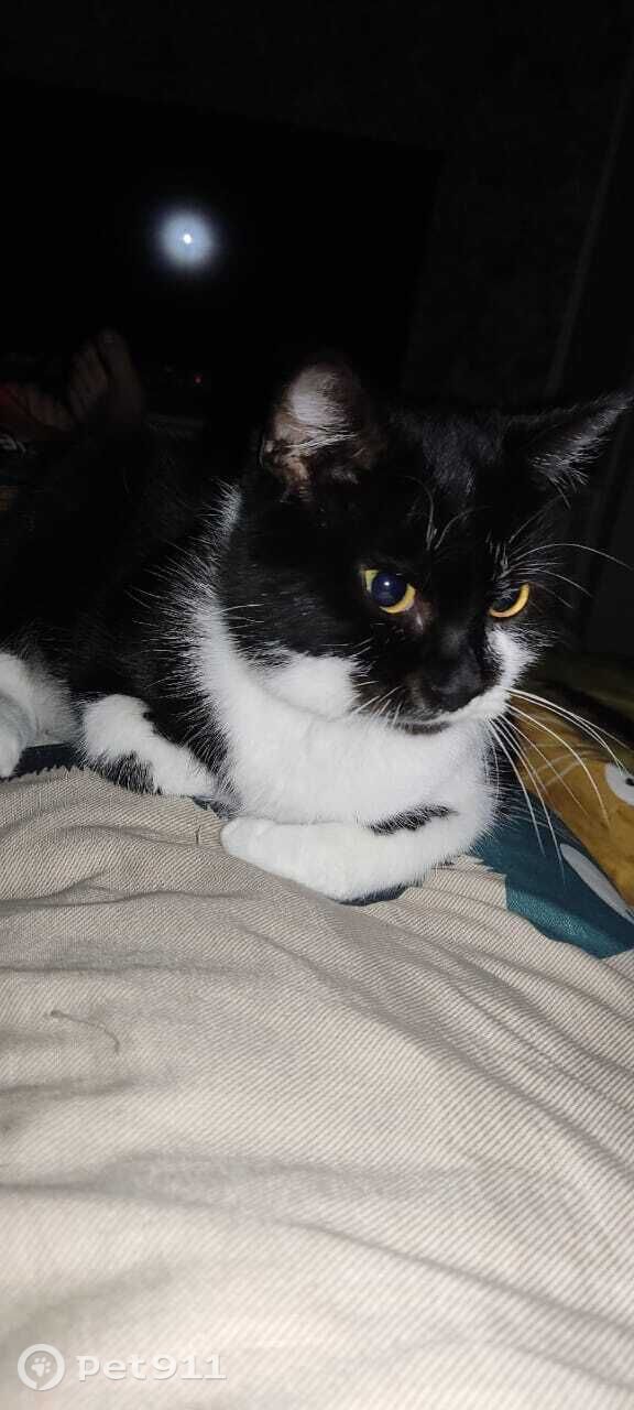 Пропала кошка в Пензе — фото объявления