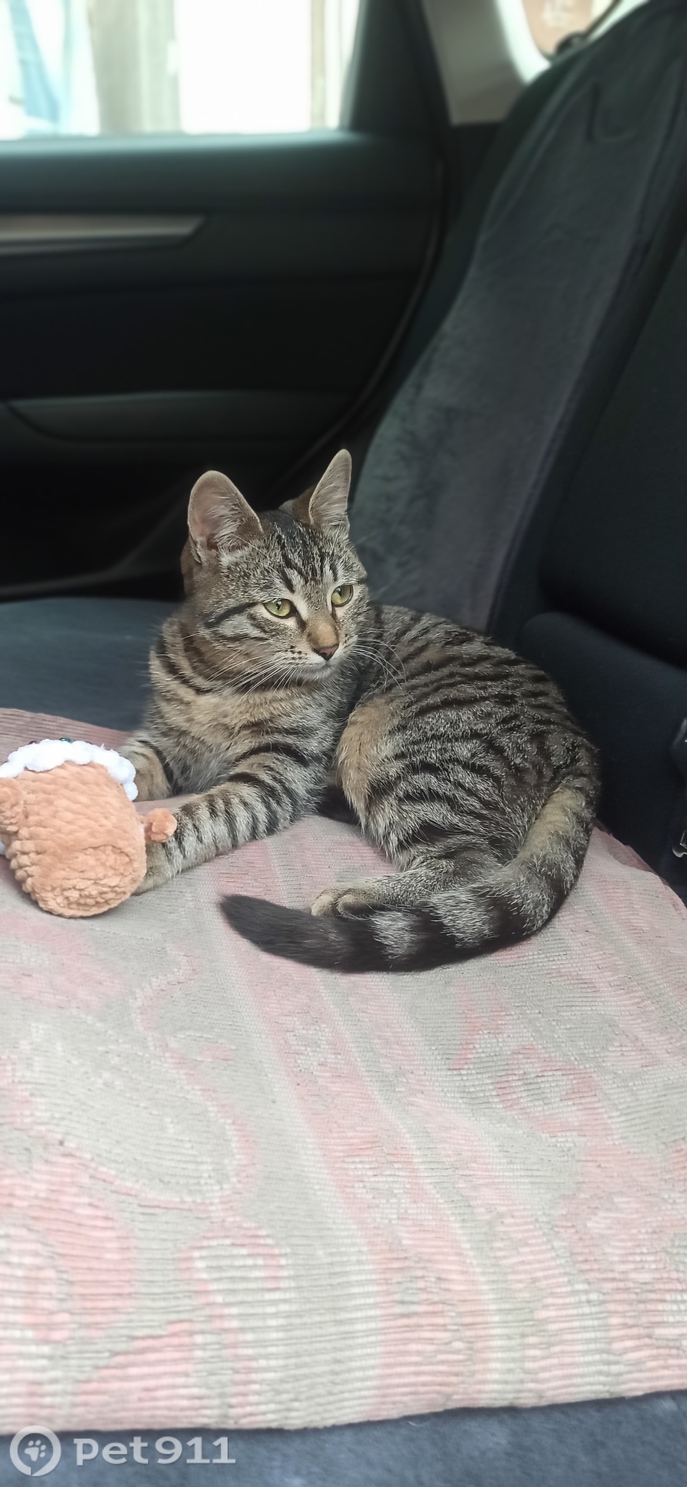 Найдена кошка в Пензе — фото объявления