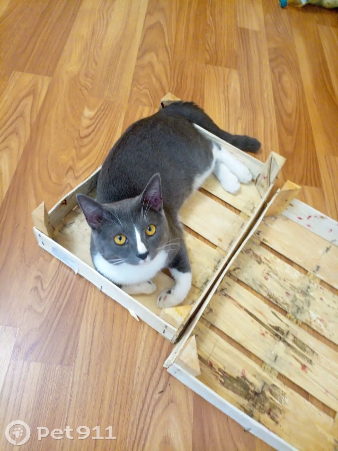 Пропала кошка в Пензе — фото объявления