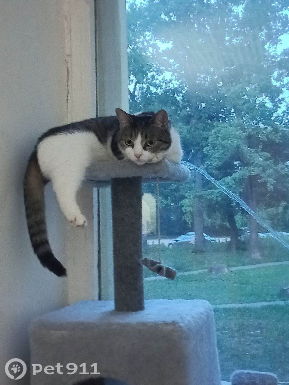 Пропала кошка в Пензе — фото объявления