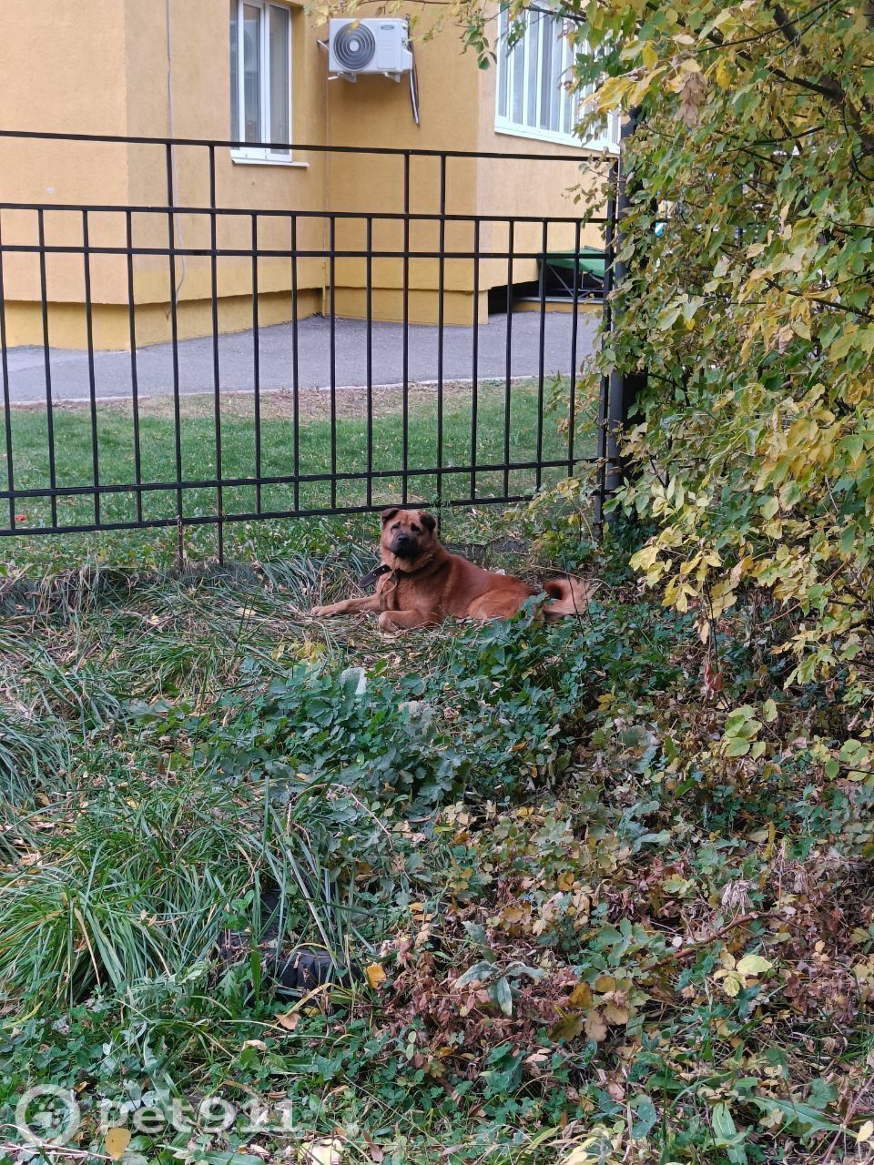 Найдена собака в Пензе — фото объявления