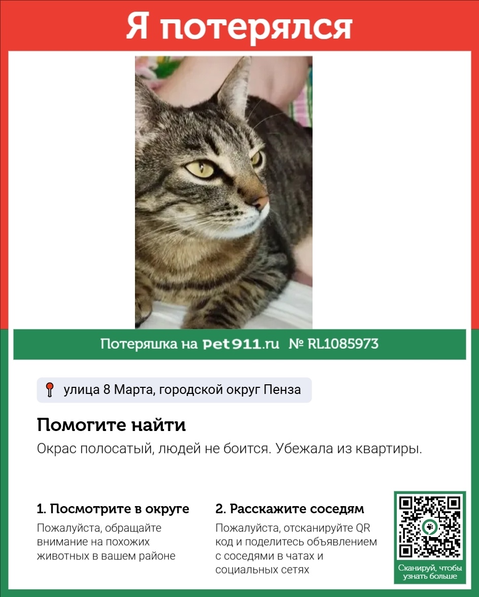 Пропала кошка в Пензе — фото объявления