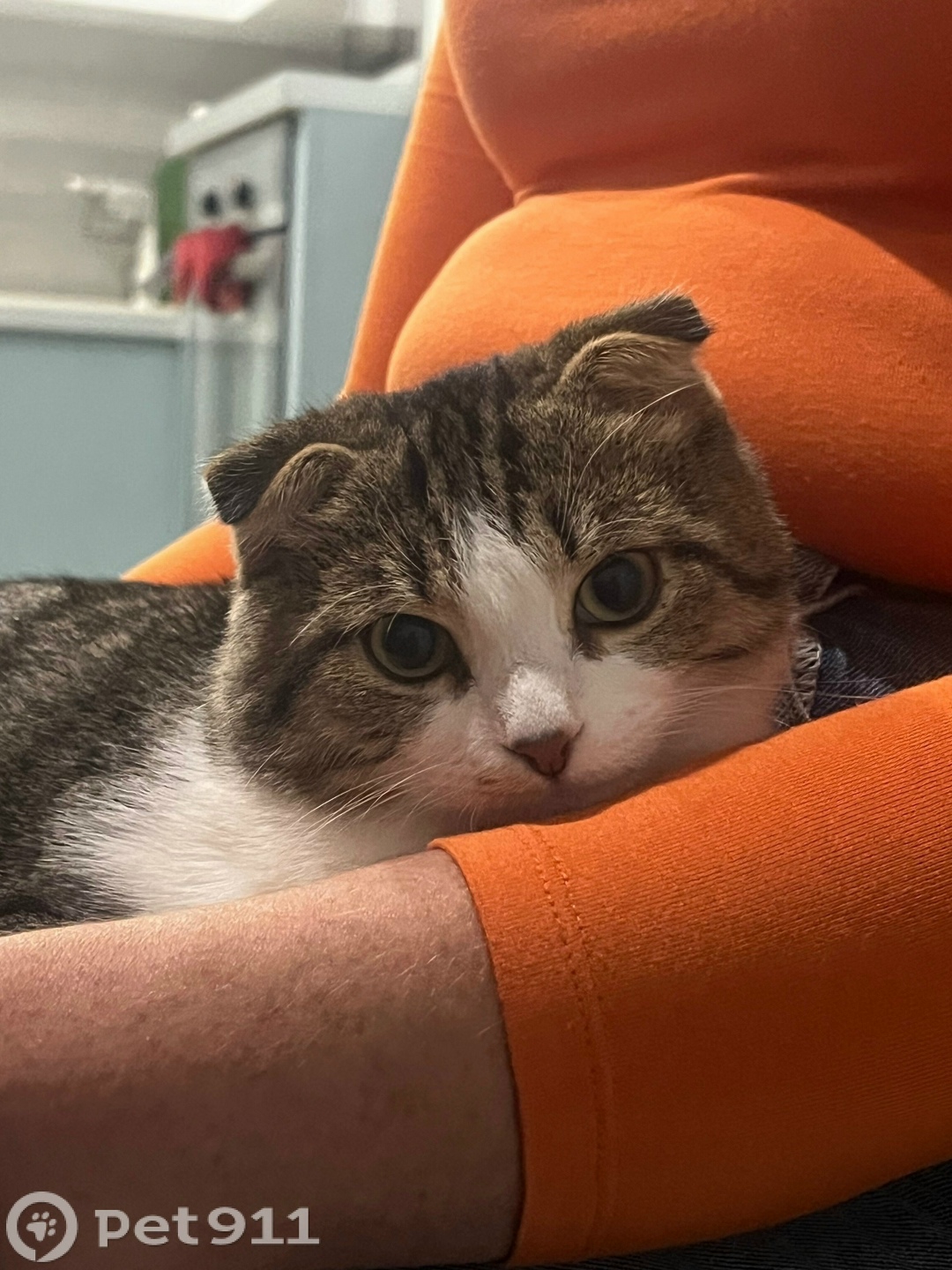 Пропала кошка в Пензе — фото объявления