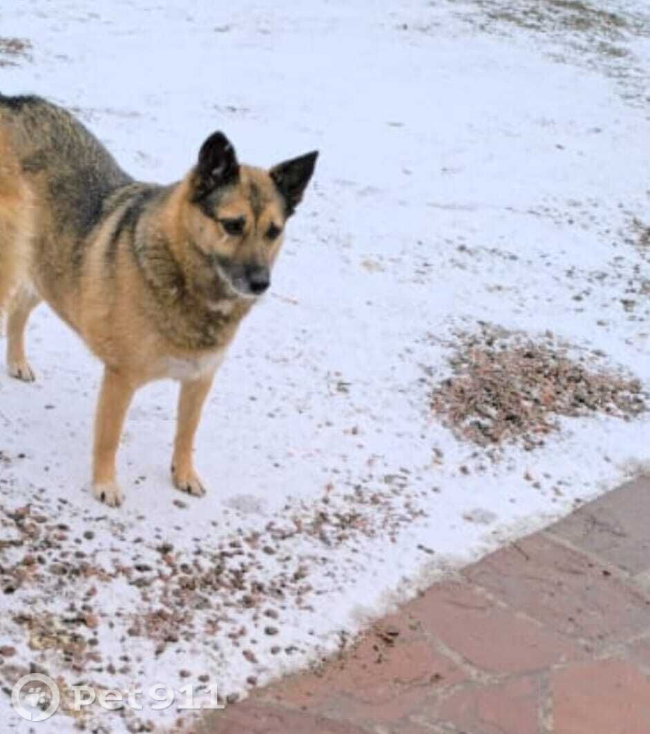 Пропала собака в Пензе — фото объявления