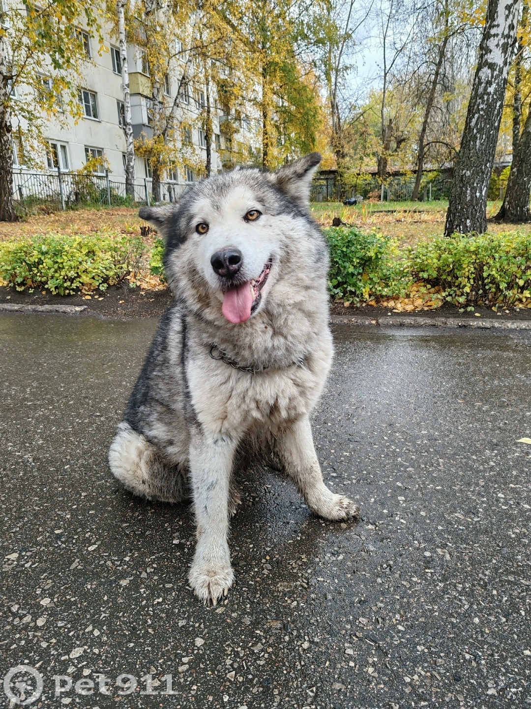 Найдена собака в Пензе — фото объявления