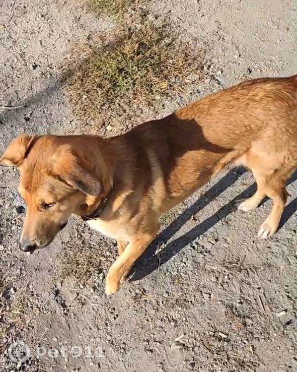 Пропала собака в Пензе — фото объявления