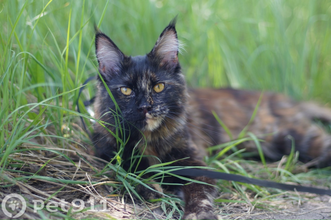 Пропала кошка в Пензе — фото объявления
