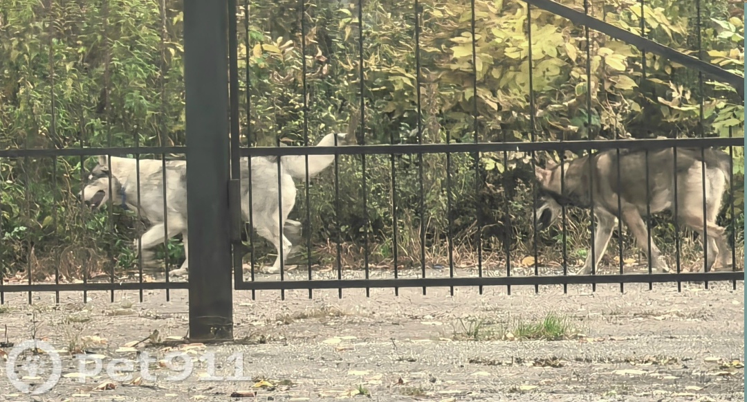 Найдена собака в Пензе — фото объявления