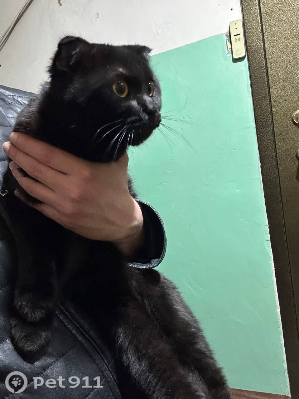 Найдена кошка в Пензе — фото объявления