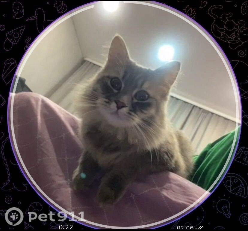 Пропала кошка в Пензе — фото объявления