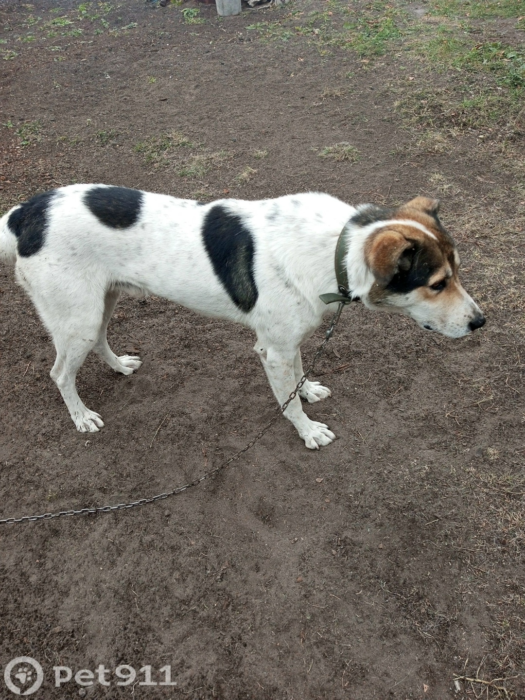 Найдена собака в Пензе — фото объявления