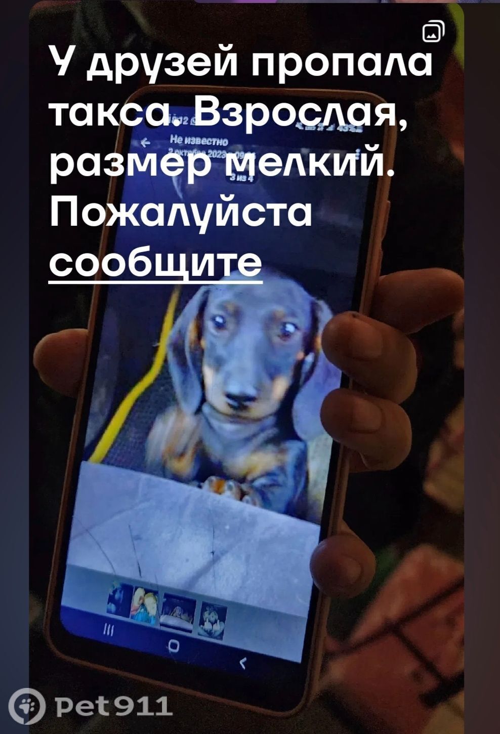 Пропала собака в Пензе — фото объявления
