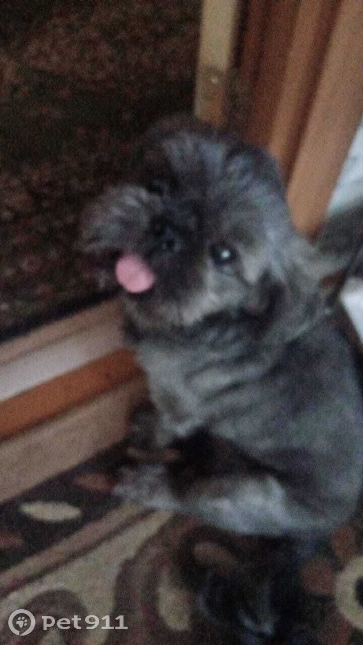 Пропала собака в Пензе — фото объявления