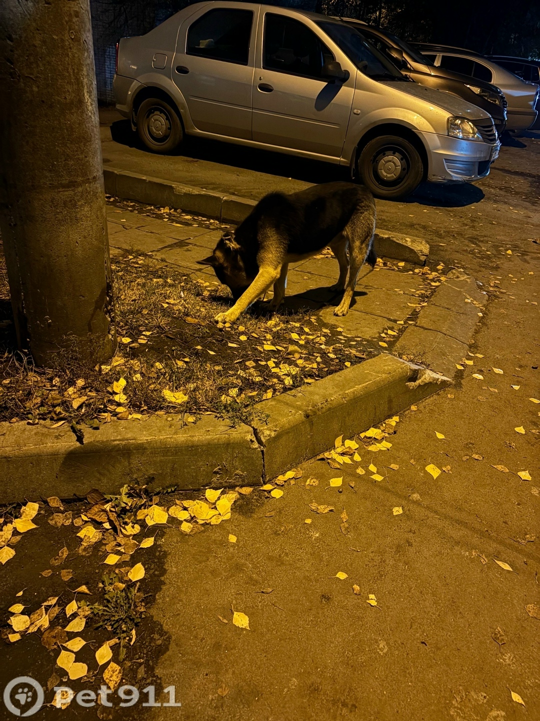 Найдена собака в Пензе — фото объявления