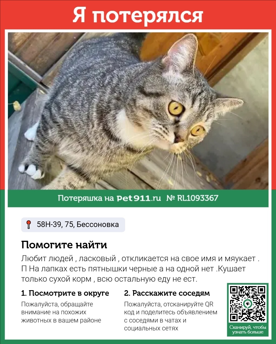 Пропала кошка в Пензе — фото объявления
