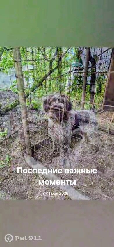 Пропала собака в Пензе — фото объявления