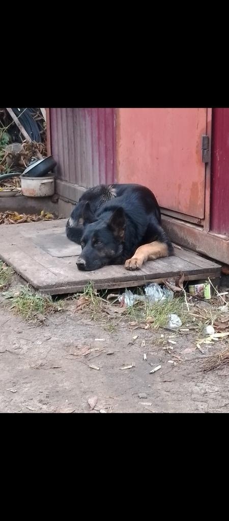 Пропала собака в Пензе — фото объявления