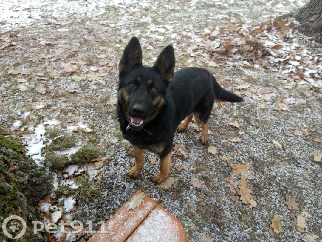 Пропала собака в Пензе — фото объявления