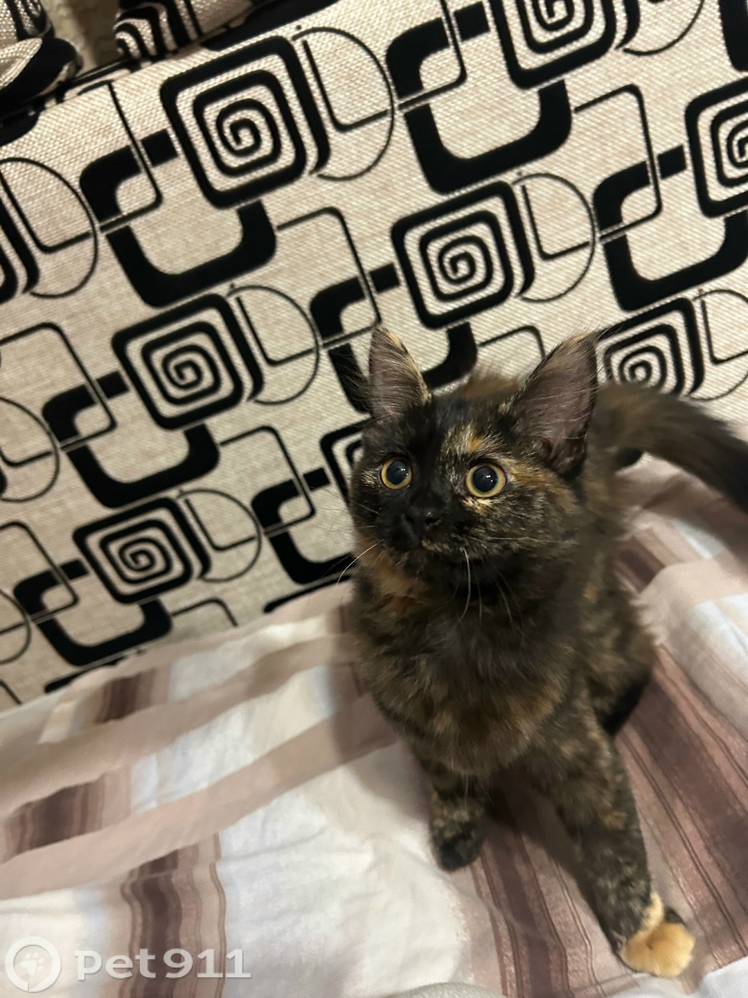 Пропала кошка в Пензе — фото объявления