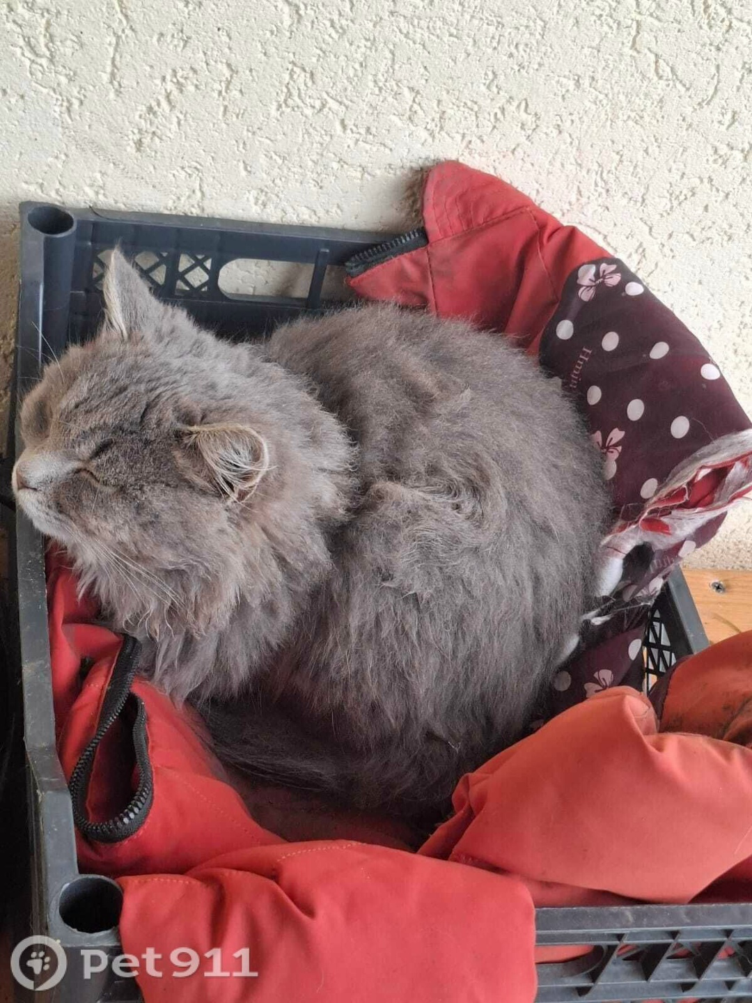 Найдена кошка в Пензе — фото объявления