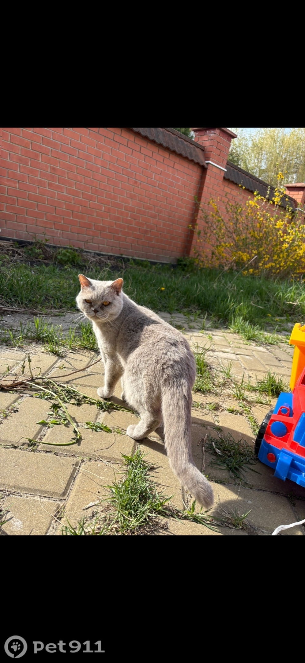 Пропала кошка в Пензе — фото объявления