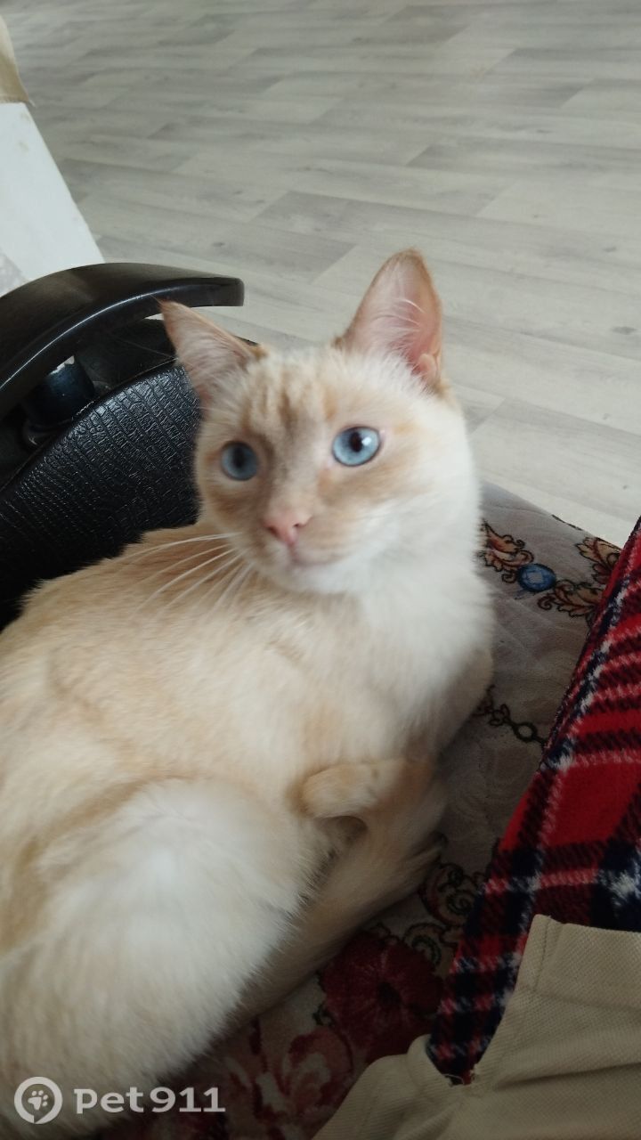 Пропала кошка в Пензе — фото объявления