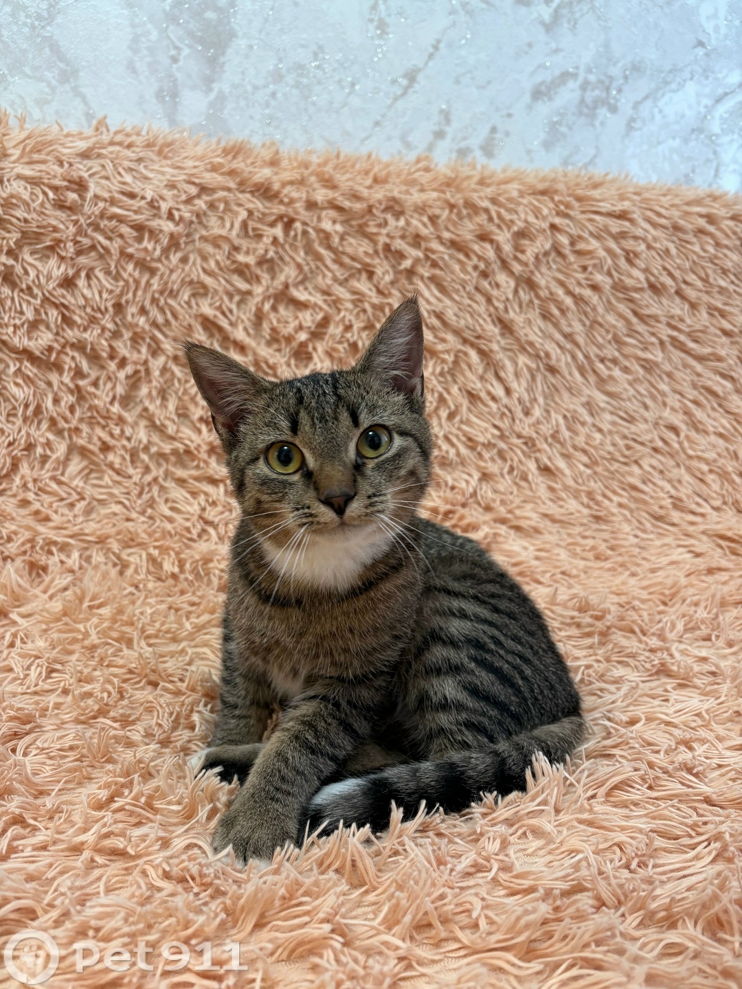 Найдена кошка в Пензе — фото объявления