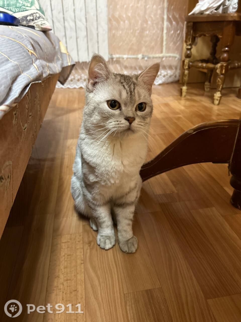 Пропала кошка в Пензе — фото объявления