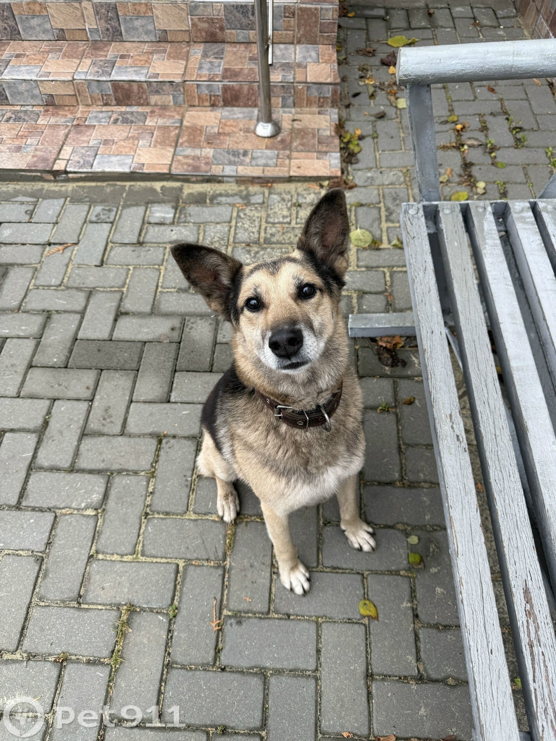 Найдена собака в Пензе — фото объявления