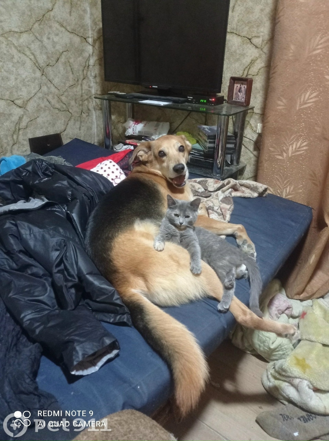 Пропала кошка в Пензе — фото объявления