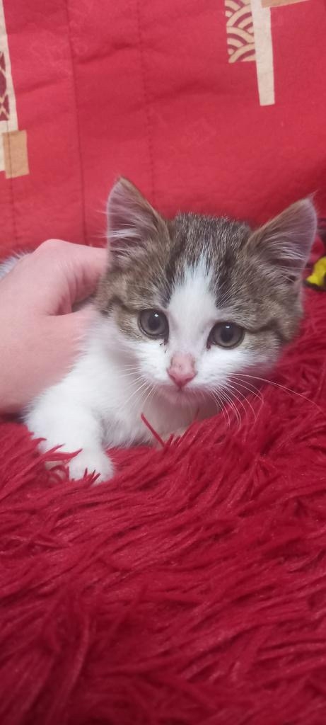 Найдена кошка в Пензе — фото объявления