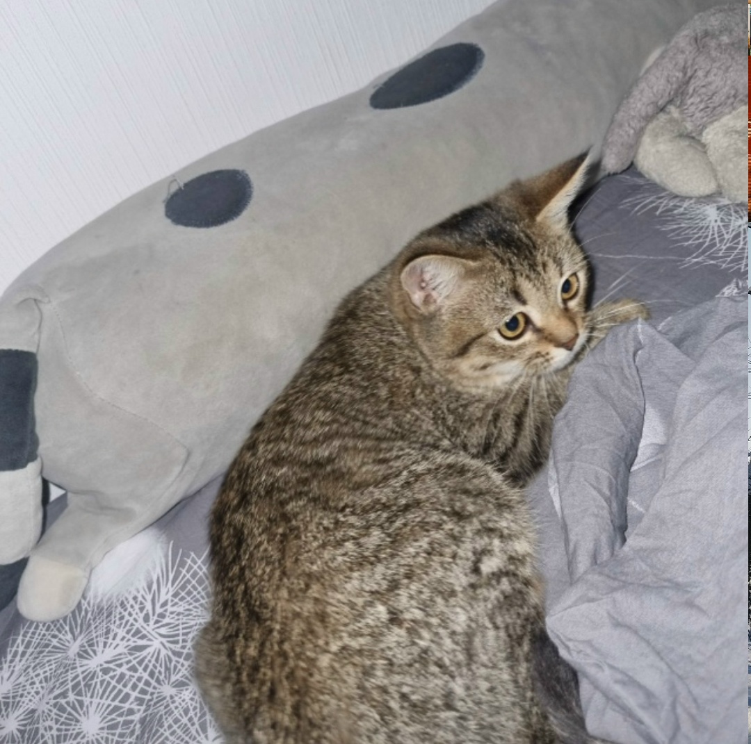 Найдена кошка в Пензе — фото объявления