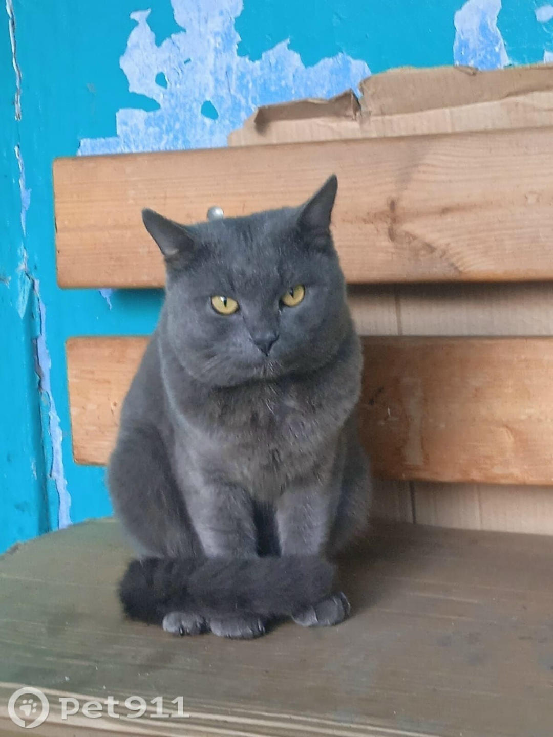 Найдена кошка в Пензе — фото объявления