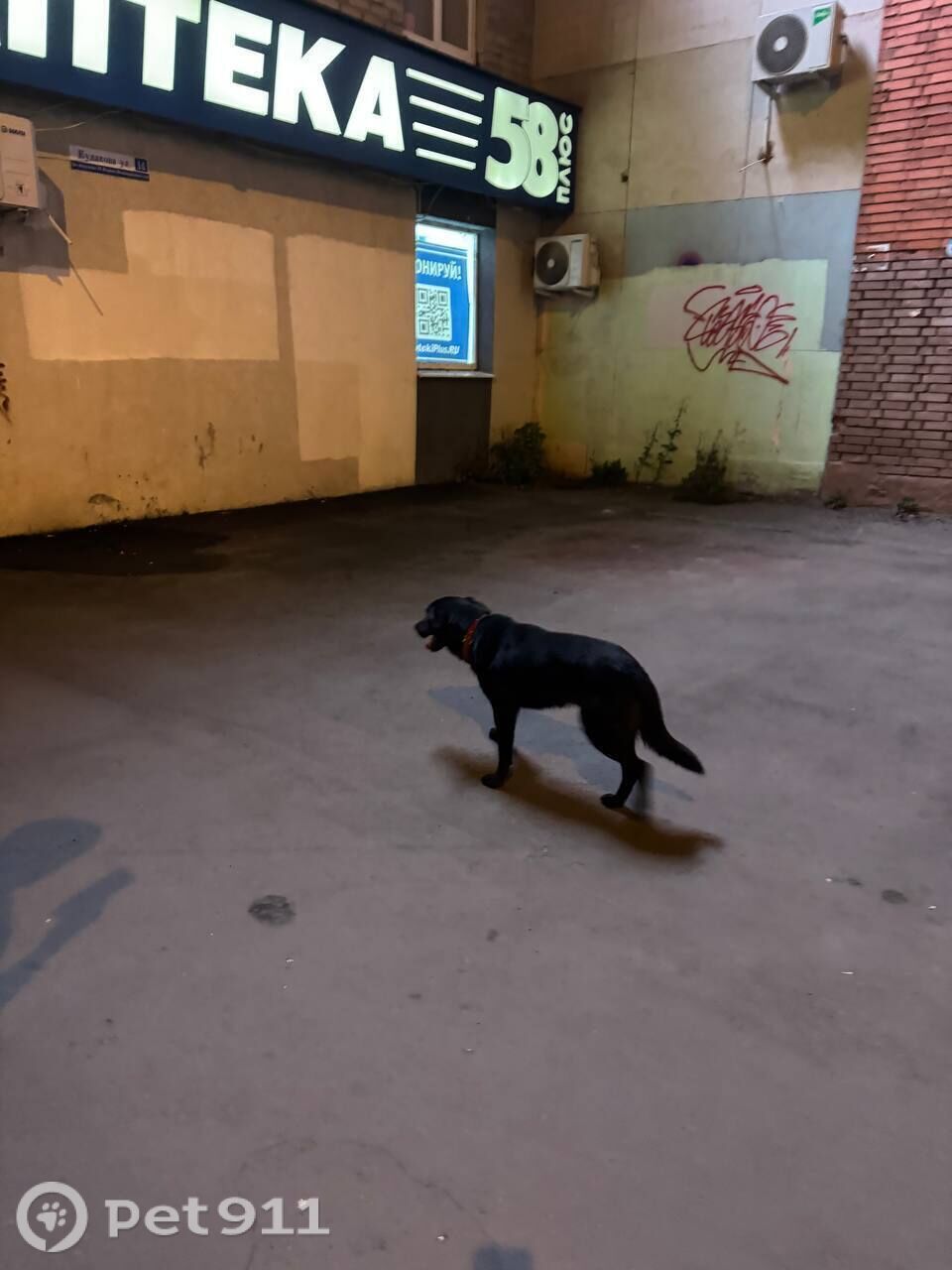 Найдена собака в Пензе — фото объявления