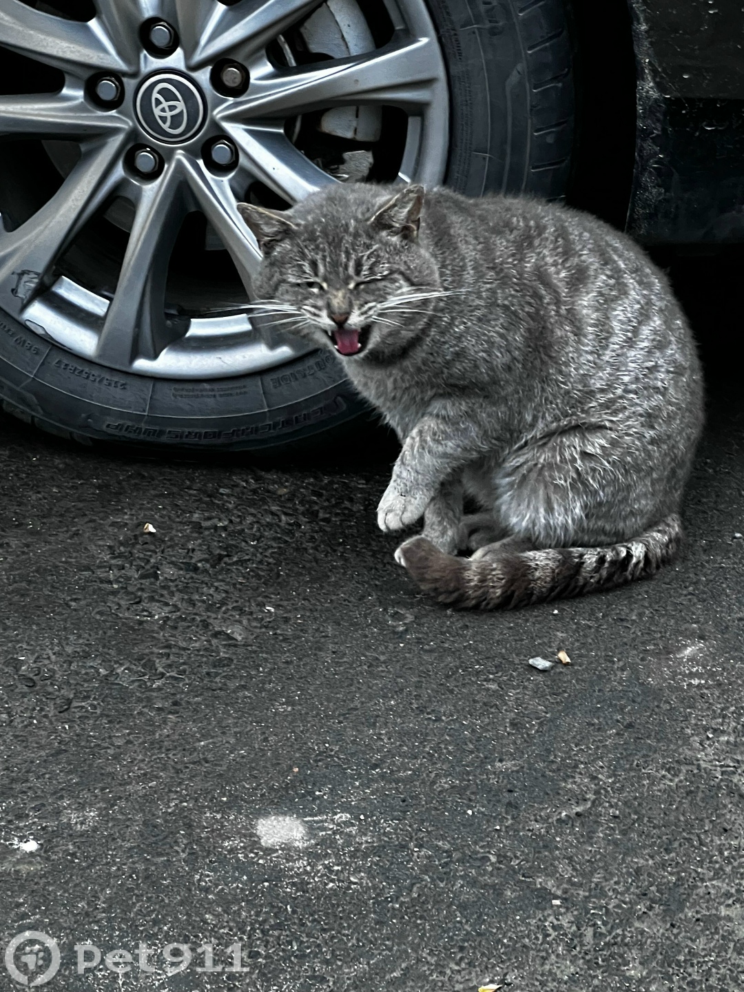 Найдена кошка в Пензе — фото объявления