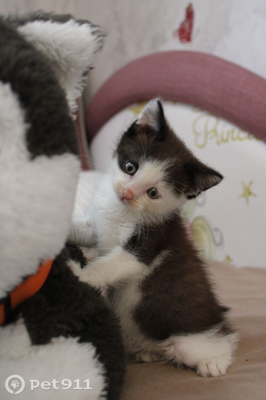 Найдена кошка в Пензе — фото объявления