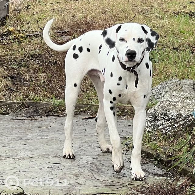 Пропала собака в Пензе — фото объявления