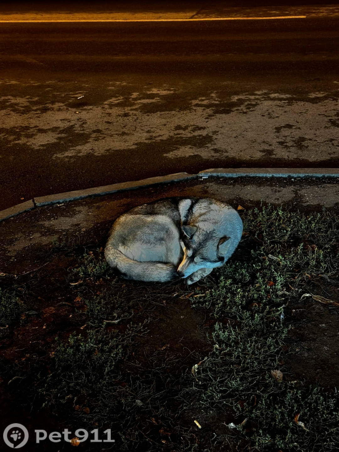 Найдена собака в Пензе — фото объявления