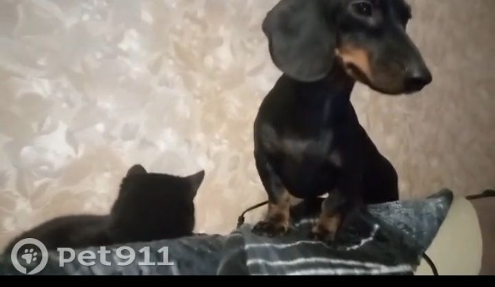 Пропала собака в Пензе — фото объявления