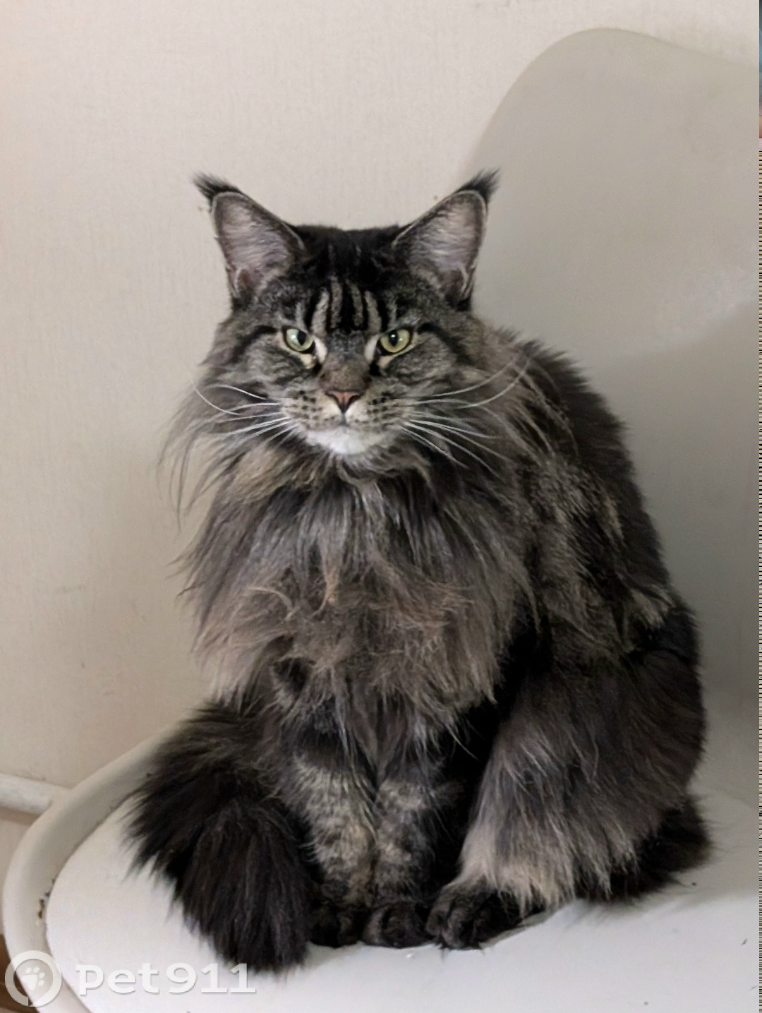 Пропала кошка в Пензе — фото объявления