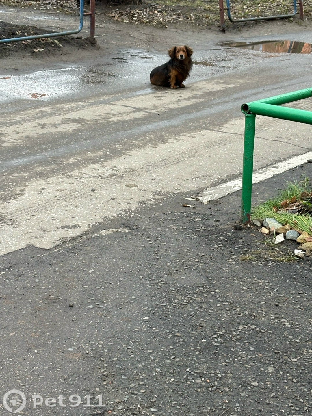 Найдена собака в Пензе — фото объявления