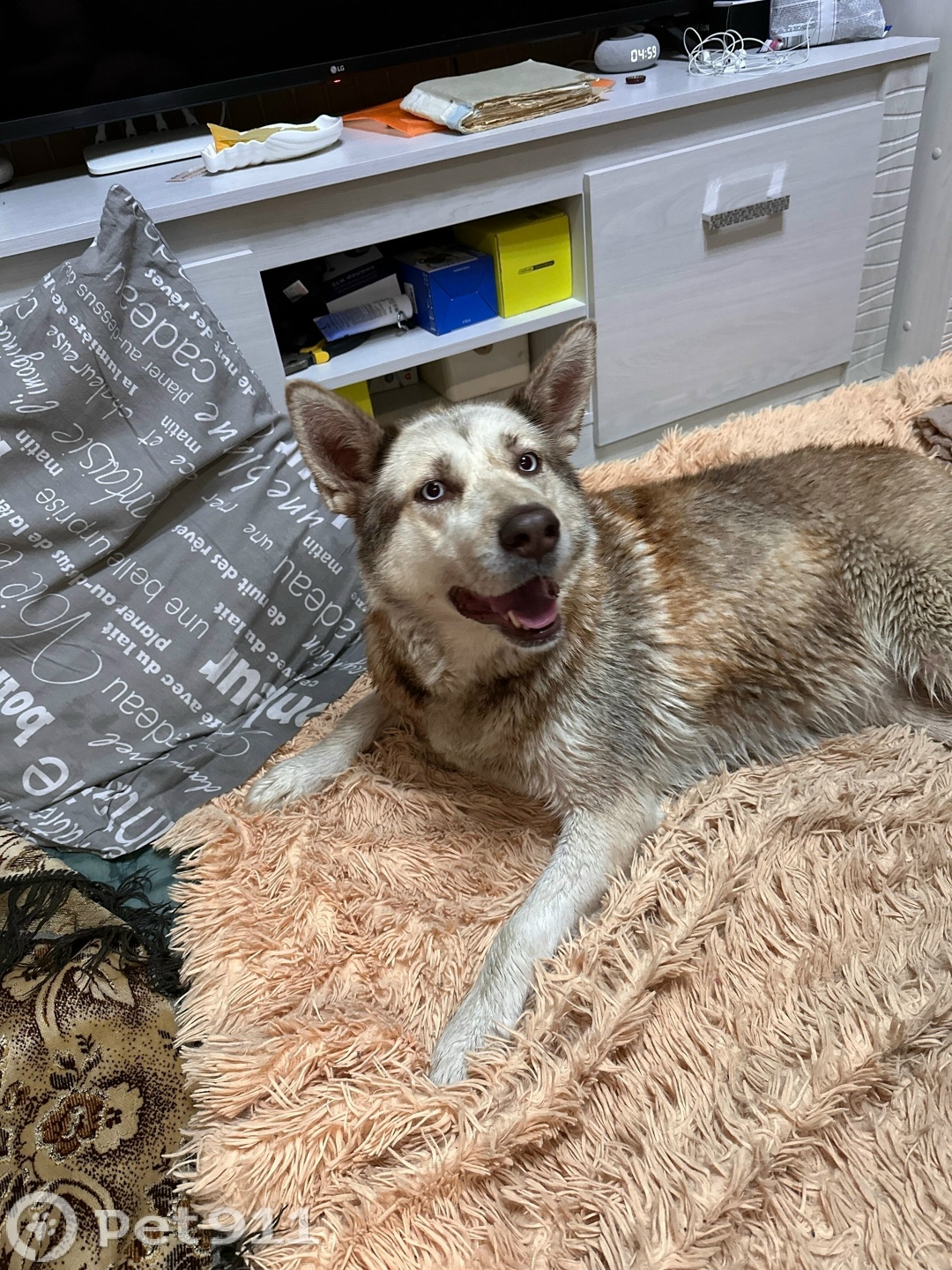 Найдена собака в Пензе — фото объявления