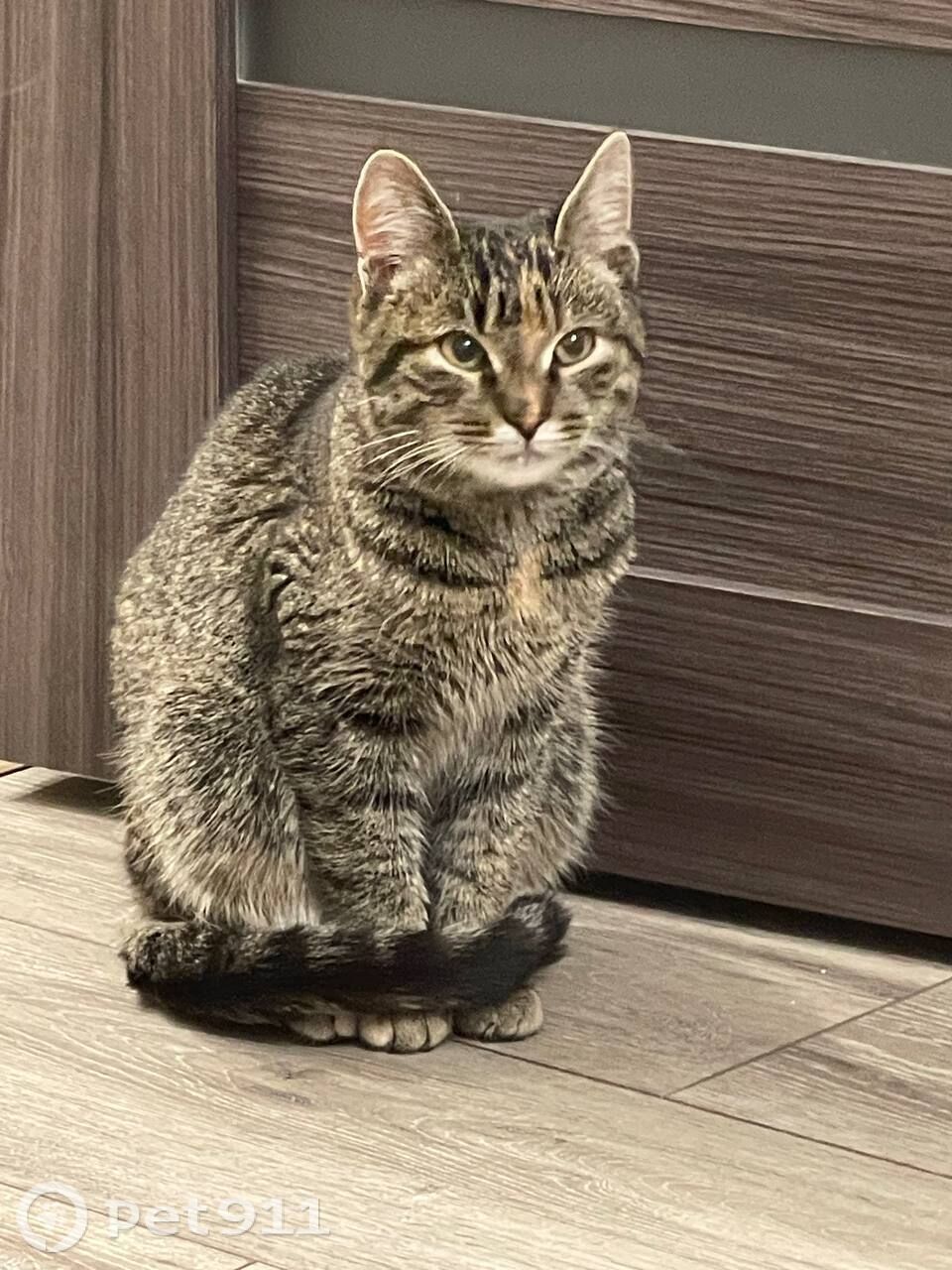 Найдена кошка в Пензе — фото объявления