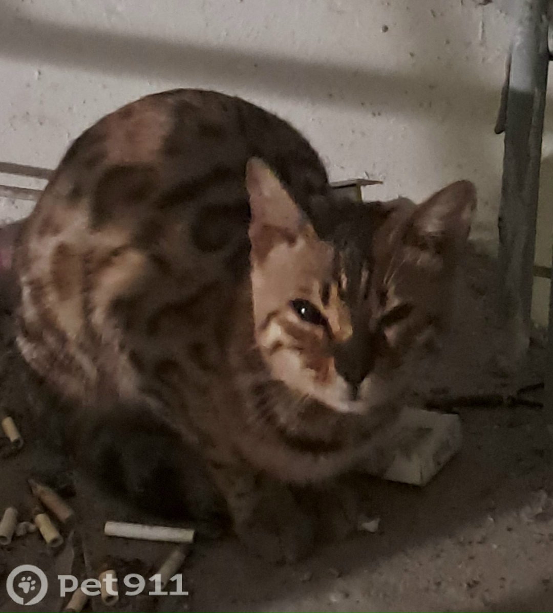 Найдена кошка в Пензе — фото объявления