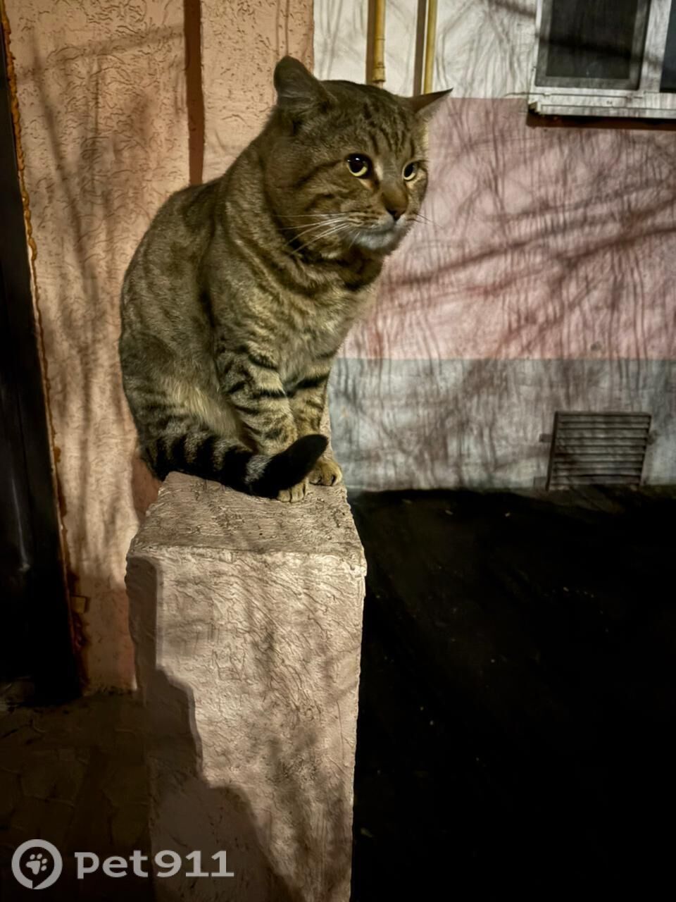 Найдена кошка в Пензе — фото объявления