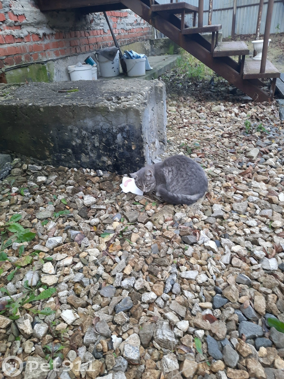 Найдена кошка в Пензе — фото объявления