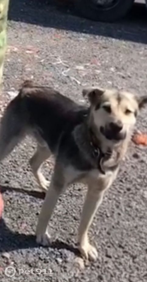 Пропала собака в Пензе — фото объявления