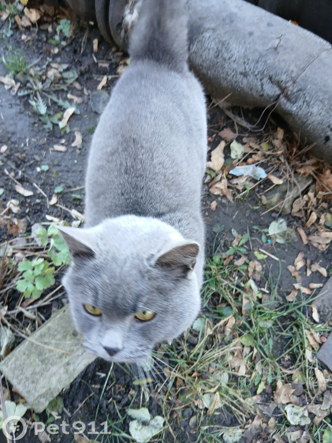 Найдена кошка в Пензе — фото объявления