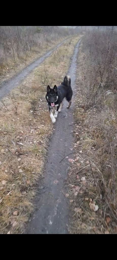 Пропала собака в Пензе — фото объявления