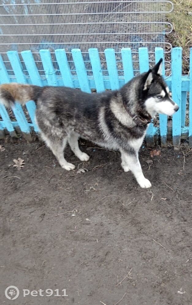 Найдена собака в Пензе — фото объявления